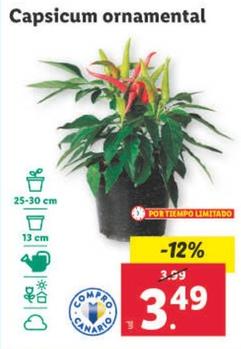 Oferta de Capsicum Ornamental por 3,49€ en Lidl