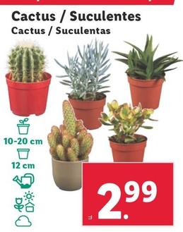 Oferta de Cactus/Suculentas por 2,99€ en Lidl