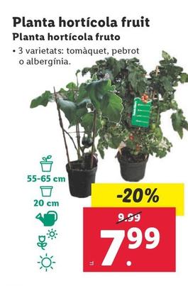 Oferta de Planta Hortícola Fruto por 7,99€ en Lidl