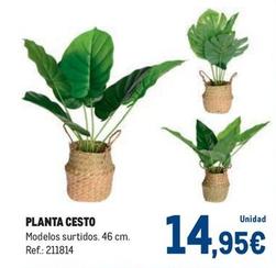 Oferta de Planta Cesto por 14,95€ en Makro