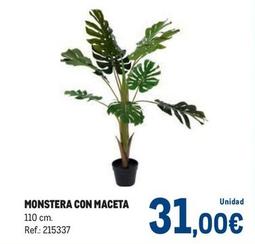 Oferta de Monstera Con Maceta por 31€ en Makro