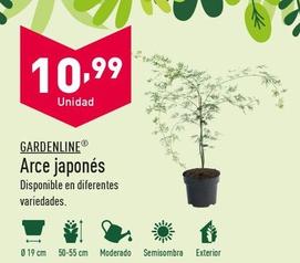 Oferta de Gardenline - Arce Japones por 10,99€ en ALDI
