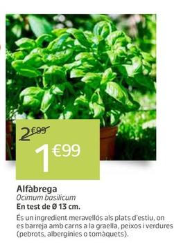 Oferta de Alfàbrega por 1,99€ en Jardiland