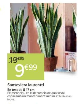 Oferta de Sanseviera Laurentti por 9,99€ en Jardiland