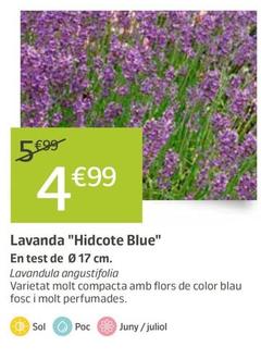 Oferta de Lavanda "hidcote Blue" por 4,99€ en Jardiland