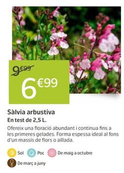 Oferta de Sàlvia Arbustiva por 6,99€ en Jardiland