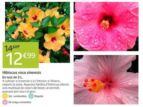 Oferta de Hibiscus Rosa Sinensis por 12,99€ en Jardiland