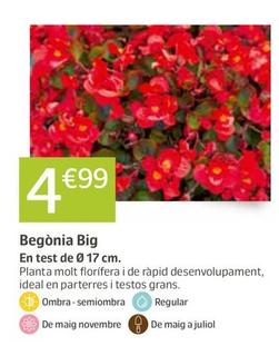 Oferta de Begònia Big por 4,99€ en Jardiland