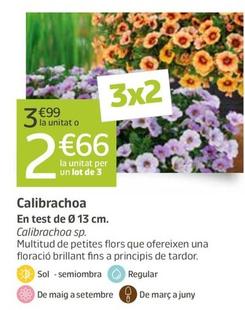Oferta de Calibrachoa por 3,99€ en Jardiland