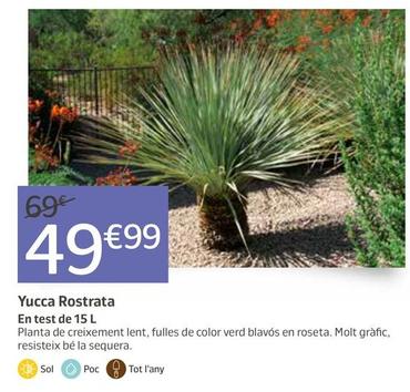 Oferta de Yucca Rostrata por 49,99€ en Jardiland