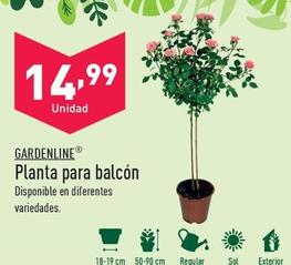 Oferta de Gardenline - Planta Para Balcón por 14,99€ en ALDI