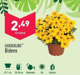 Oferta de Gardenline - Bidens por 2,49€ en ALDI
