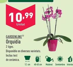 Oferta de Gardenline - Orquídea por 10,99€ en ALDI