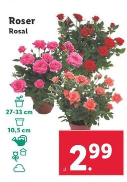 Oferta de Rosal por 2,99€ en Lidl