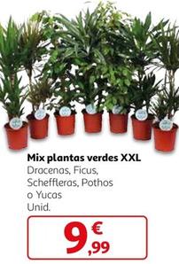 Oferta de Mix Plantas Verdes XXL por 9,99€ en Alcampo
