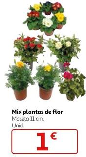 Oferta de Mix Plantas De Flor por 1€ en Alcampo