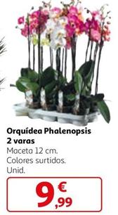 Oferta de Orquídea Phalenopsis 2 Varas  por 9,99€ en Alcampo