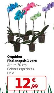 Oferta de Orquídea Phalenopsis 1 Vara  por 12,99€ en Alcampo