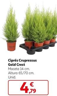 Oferta de Ciprés Crupressus Gold Crest  por 4,79€ en Alcampo