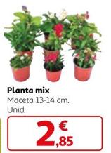 Oferta de Planta Mix por 2,85€ en Alcampo