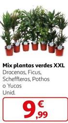 Oferta de Mix Plantas Verdes XXL por 9,99€ en Alcampo