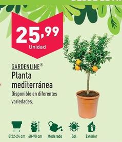 Oferta de Gardenline - Planta Mediterranea por 25,99€ en ALDI