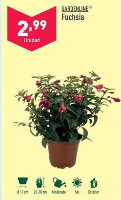 Oferta de Gardenline - Fuchsia por 2,99€ en ALDI