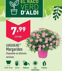 Oferta de Gardenline - Margaritas por 7,99€ en ALDI