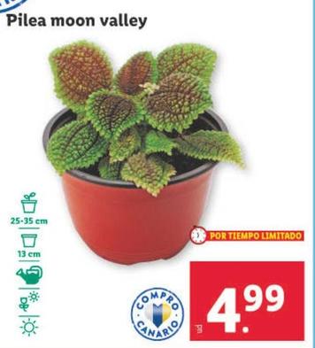 Oferta de Pilea Moon Valley  por 4,99€ en Lidl