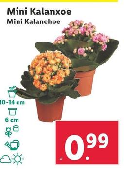 Oferta de Mini Kalanchoe por 0,99€ en Lidl