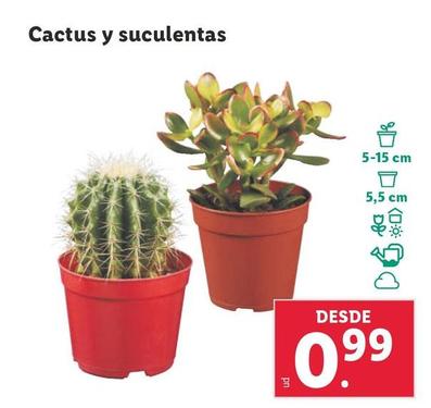 Oferta de Cactus Y Suculentas por 0,99€ en Lidl