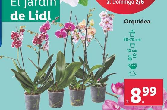 Oferta de Orquídea por 8,99€ en Lidl
