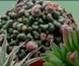 Oferta de Colecciona  las 8 variedades de suculentas por 1,79€ en Carrefour