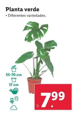 Oferta de Planta Verde por 7,99€ en Lidl