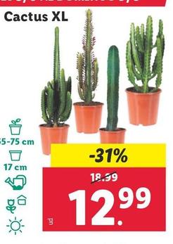 Oferta de Cactus XL por 12,99€ en Lidl