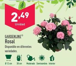 Oferta de Gardenline - Rosal por 2,49€ en ALDI