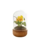 Oferta de Violeta bajo una campana de cristal VIOLA- Amarillo por 8,7€ en SIA Home Fashion