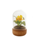 Oferta de Violeta bajo una campana de cristal VIOLA- Amarillo por 8,9€ en SIA Home Fashion