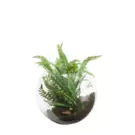 Oferta de Helecho en Terrario para colgar- Verde por 35,6€ en SIA Home Fashion