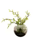 Oferta de Terrario con Sedum- Verde por 7,2€ en SIA Home Fashion