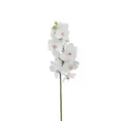 Oferta de Orquídea Cymbidium H62- Blanco, Blanca por 9,95€ en SIA Home Fashion