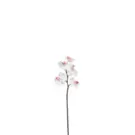 Oferta de Orquídea Phalaenopsis FOREVER H47- Blanco por 3,95€ en SIA Home Fashion