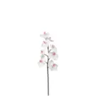 Oferta de Orquídea Phalaenopsis FOREVER H47- Blanco por 6,9€ en SIA Home Fashion
