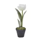 Oferta de Tulipán con efecto de nieve en maceta- Blanco por 7,5€ en SIA Home Fashion