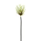 Oferta de Tallo de araña Allium- Blanco, Blanca por 5,16€ en SIA Home Fashion