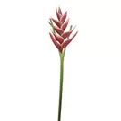 Oferta de Heliconia ANIA- Burdeos por 7,5€ en SIA Home Fashion