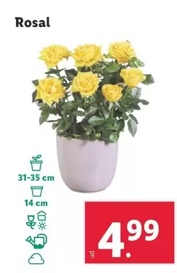 Oferta de Rosal por 4,99€ en Lidl