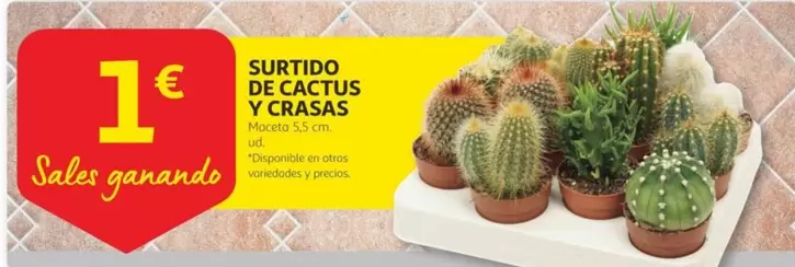 Oferta de Surtido De Cactus Y Crasas por 1€ en Alcampo