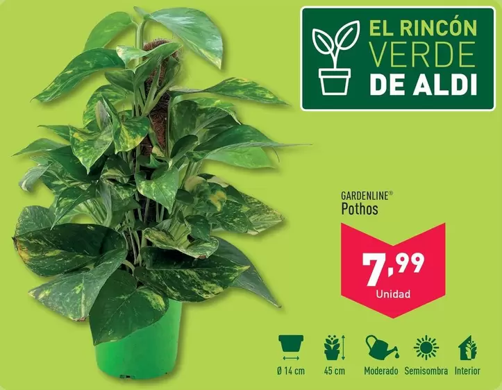 Oferta de Gardenline - Pothos por 7,99€ en ALDI