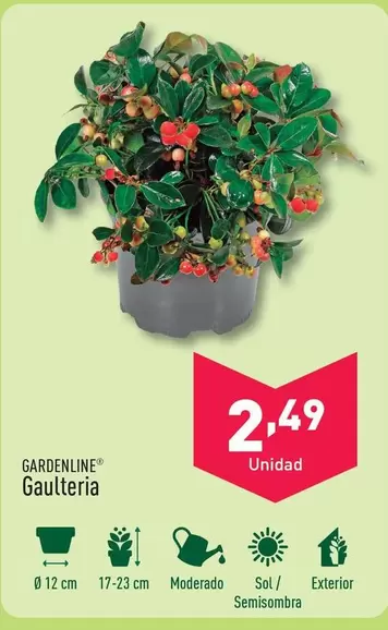 Oferta de Gardenline - Gaulteria por 2,49€ en ALDI